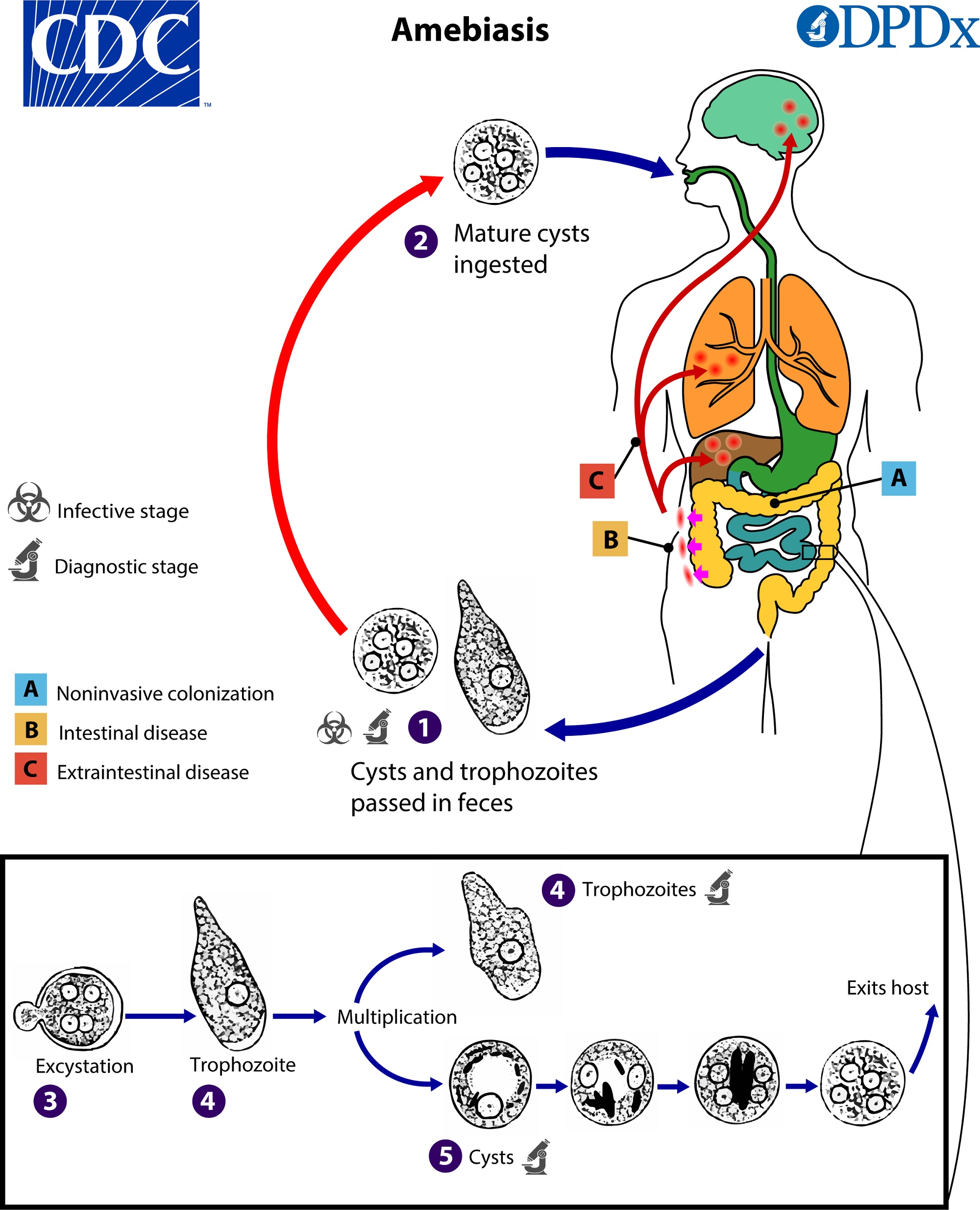 diagram shows amebiases life cycle involves mature cysts ingested, entering intestine and possibly other parts of the body, and then cysts and trophozyoites are passed in feces.