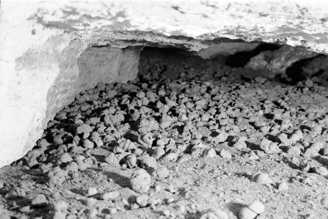 Image of rounded stone coprolites scattered on the ground of a cave in black and white