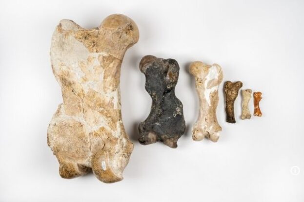 Sloths The Size of Elephants Roamed America, Before Abruptly Vanishing ...