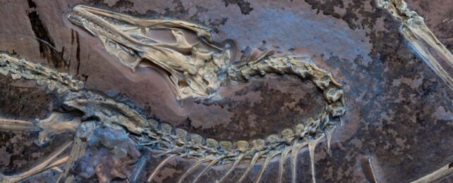 Archaeopteryx Fossil Chicago