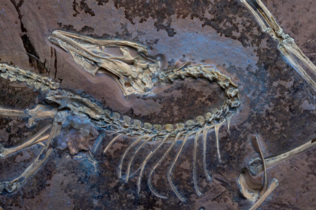 Archaepteryx Chicago Fossil