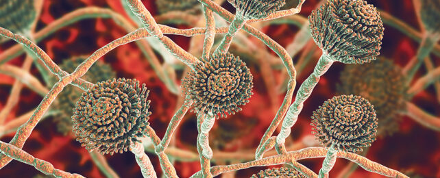 Aspergillus fumigatus