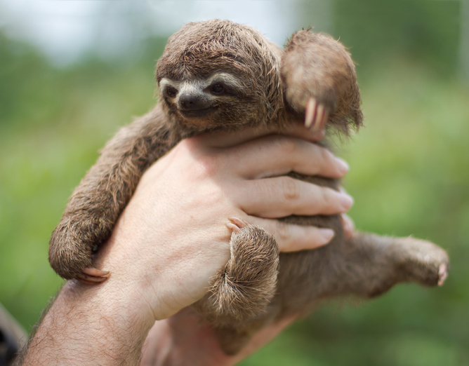 Baby sloths in human hands