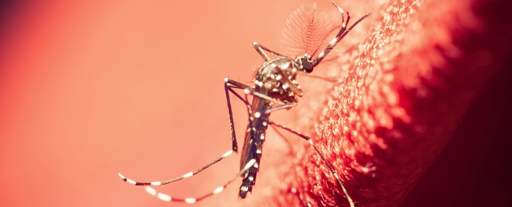 Black culex mosquito close up on red fabric