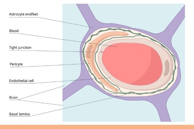 Diagram of the blood brain barrier anatomy