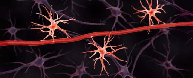 3D illustration of neuron supporting astrocytes attached to a blood vessel