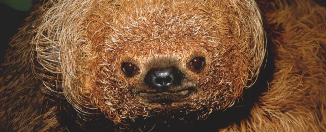 Close up of a fuzzy sloth face