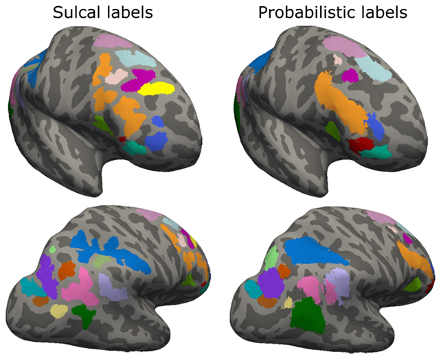 Sulcal brain maps