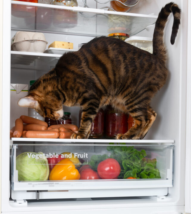 Microbiologist Explains How to Prevent Your Fridge From Becoming a Microbe Incubator