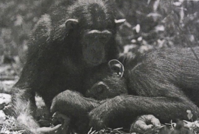 Some Chimps in Africa Show Signs of Administering 'First-Aid'