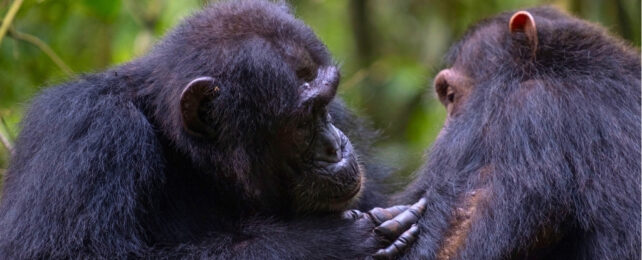 Some Chimps in Africa Show Signs of Administering 'First-Aid' to Others