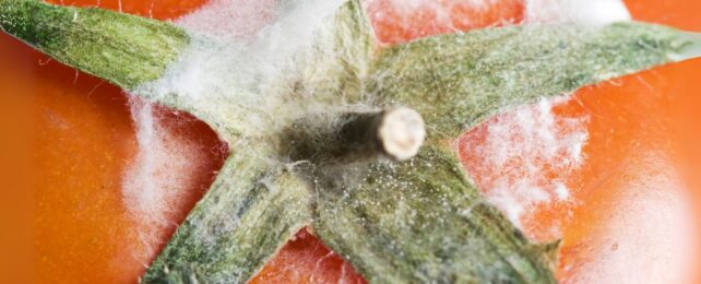 Your Fridge May Be an Incubator For Bacteria – Here's How to Prevent It