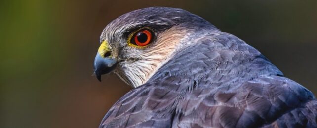New Jersey Hawk Develops Clever Hunting Strategy Using Traffic Signals