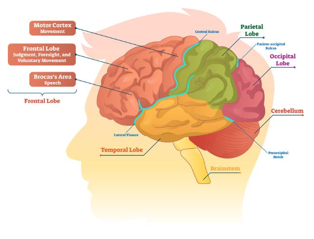 Colorful anatomy of the brain diagram