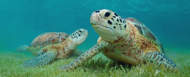 two green sea turtles sitting on a seagrass bed.