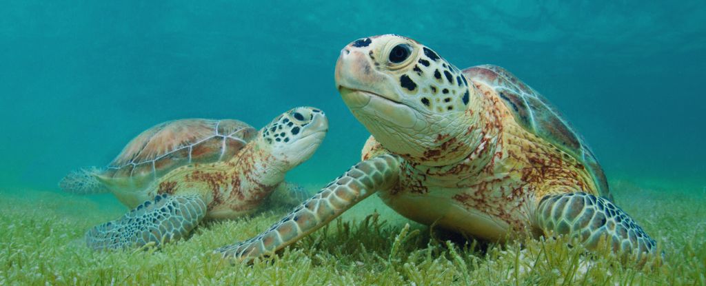 Interactive Map Reveals Ocean Pathways Vital For 109 Species