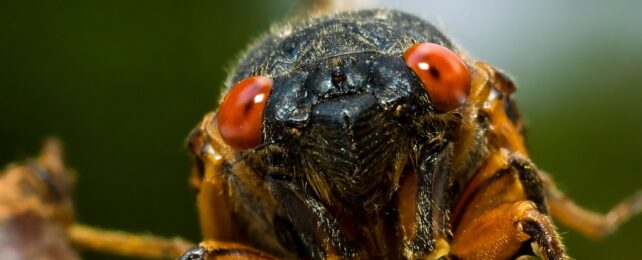 Mysterious Critters Set to Return After 17 Years Underground