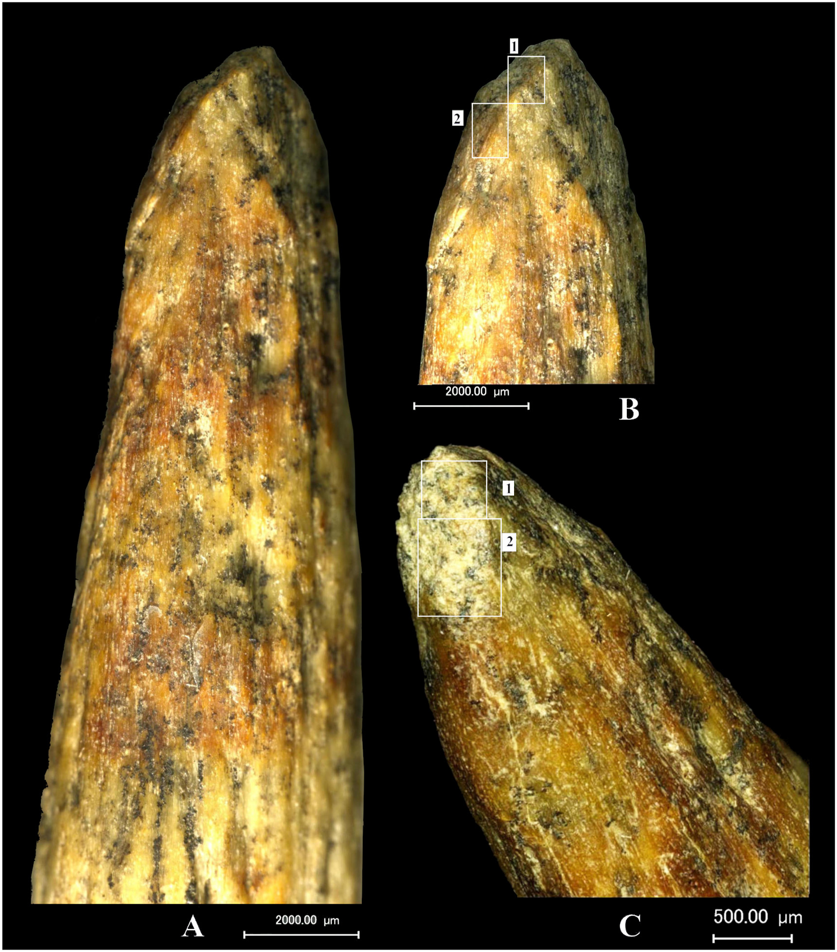 The Oldest Spear Tip Found in Russia Was Not Made by Us