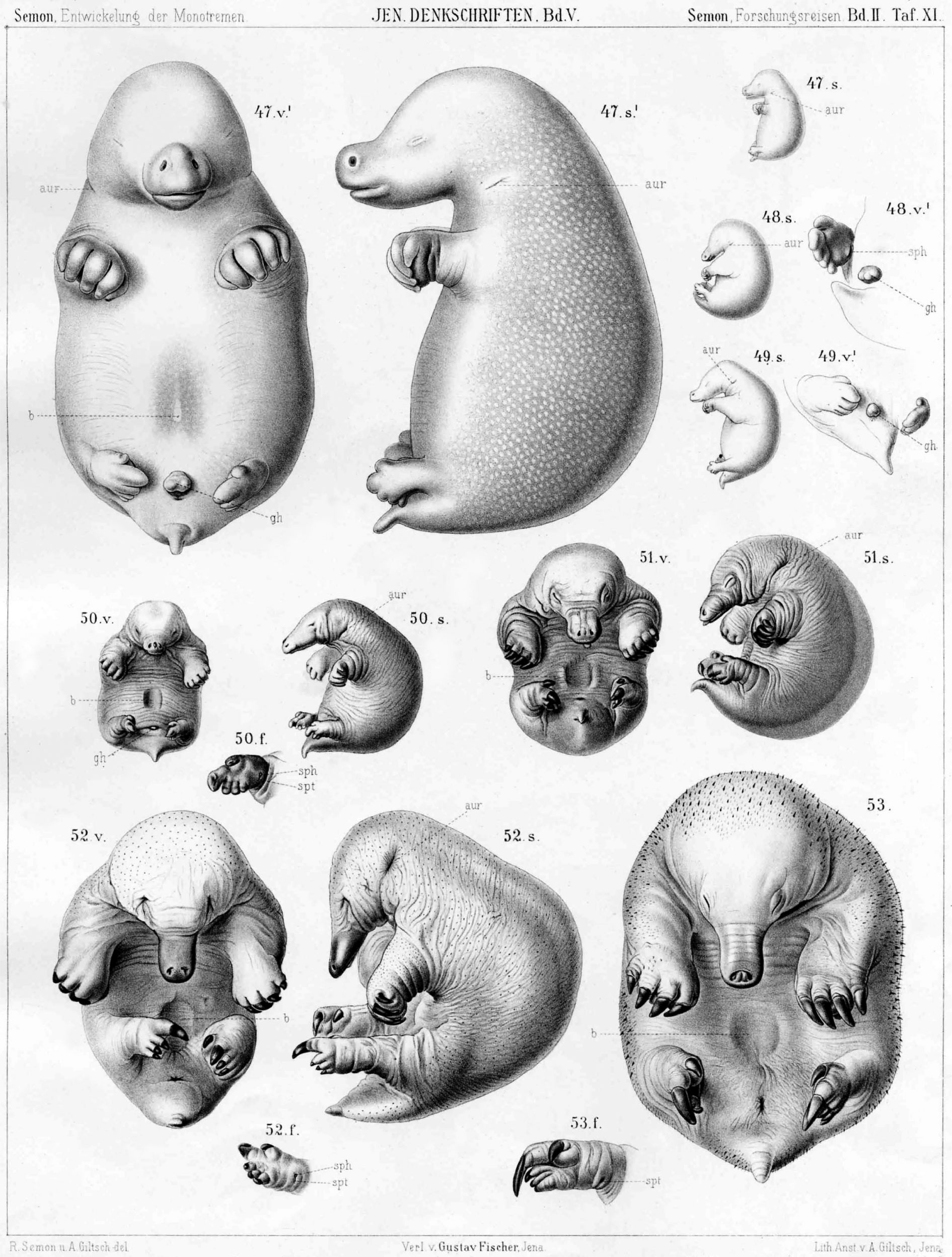 black and white illusrtations of echidna embryos, which look very much like platypus.