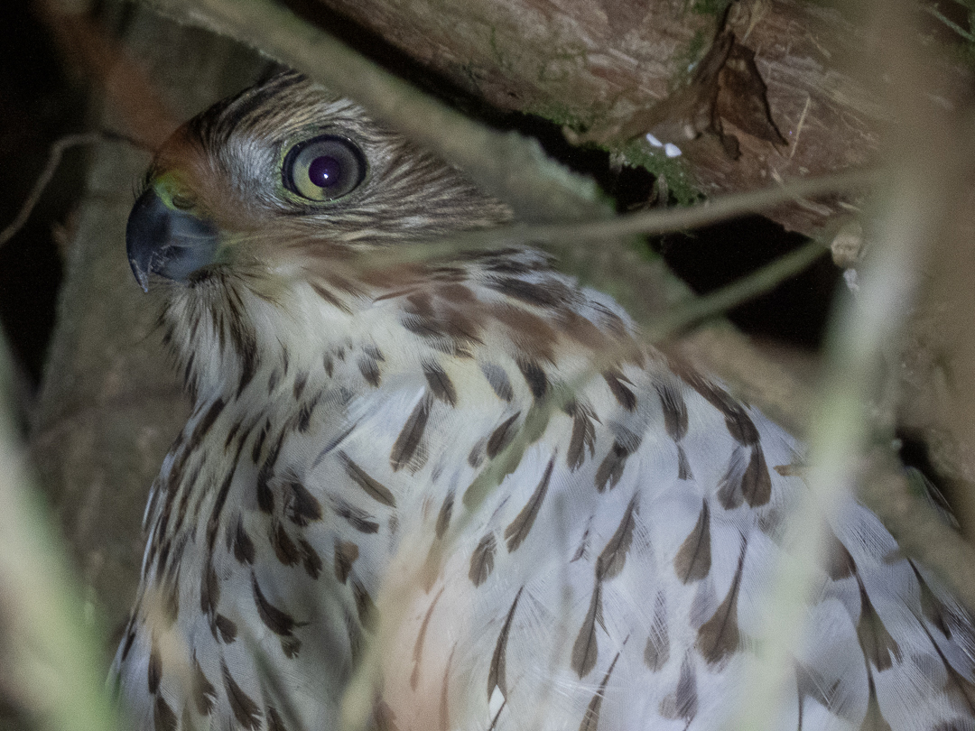 close up photo of a cooper's hawk, with pale plumage and a yellow eye, peering out from between out-of-focus twigs and tree branches.