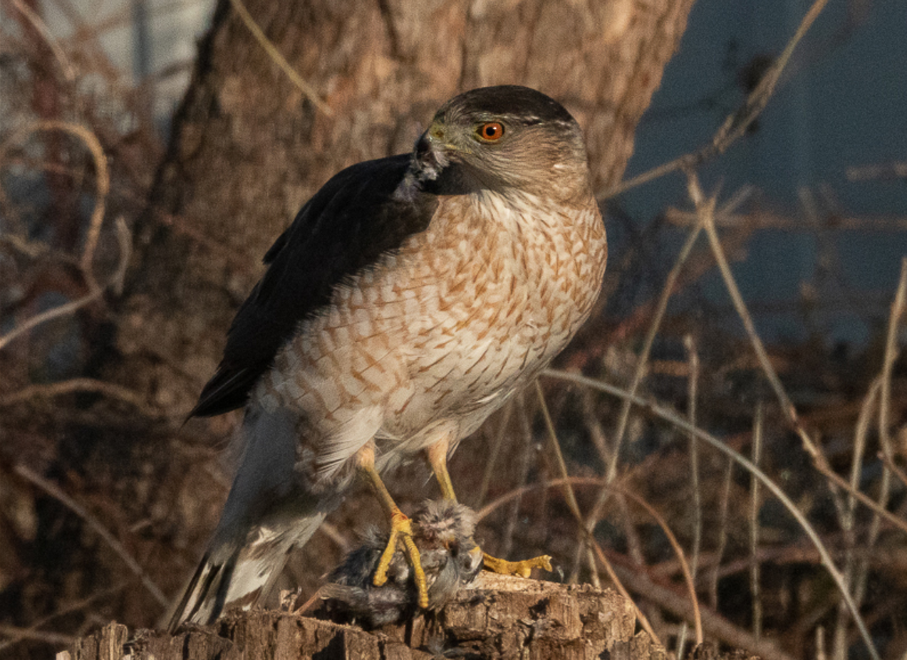 photo of an adult cooper's hawk standing on a tree stump with features in its mouth and the carcass of a small bird in its talons.