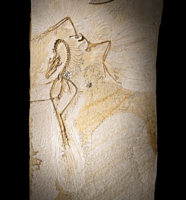 Chicago Archaeopteryx Remains