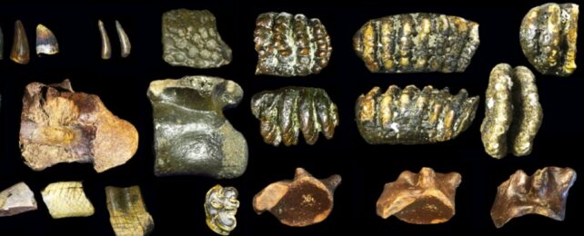 Underwater Fossils Surface to Reveal a Lost World of Archaic Humans