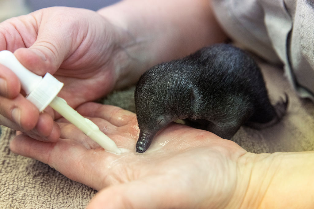 an echidna puggle with soft brown fur and no spikes yet, nursed in the palm of a zookeeper's hand. the zookeeper is dispensing milk using a dropper.