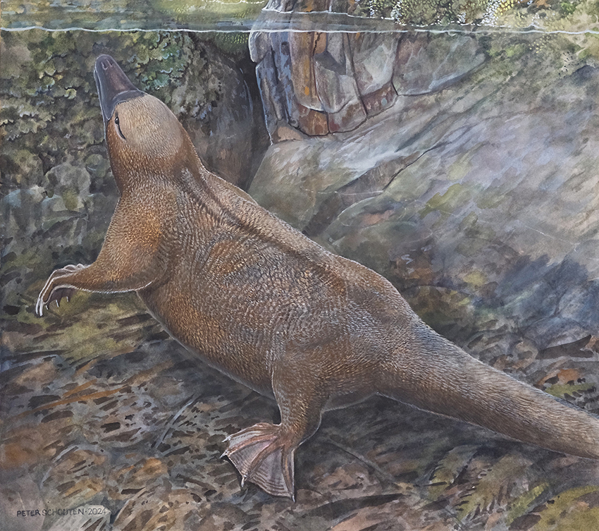 illustration of kryoryctes underwater, with similar features to a platypus.