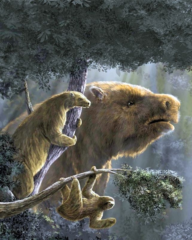 Illustration of three very differently sized sloths