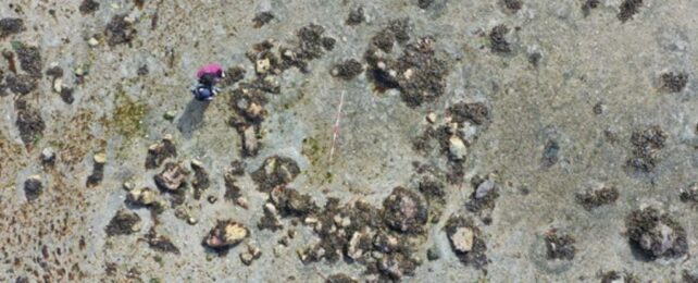 'Hugely Significant' Stone Circles in Scotland Suggest Early Human Arrival