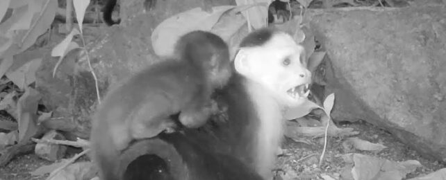monkey with infant