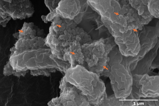 Clusters of nanoplastics (red arrows) bind to E. coli O157:H7.