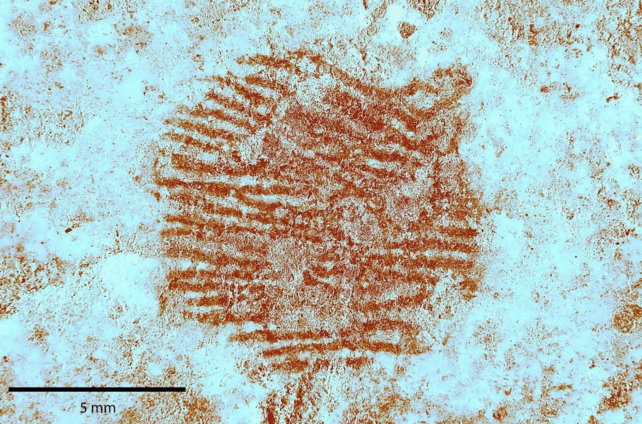 Neanderthal Fingerprint Ochre