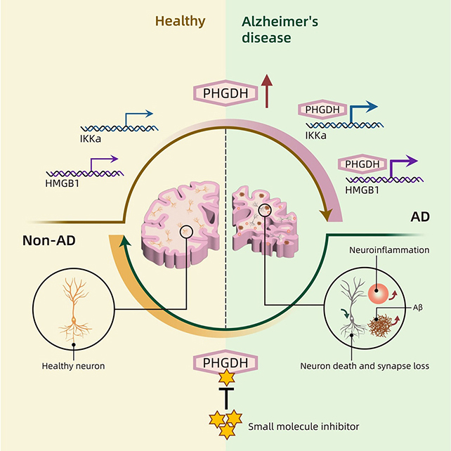 PHGDH graphic