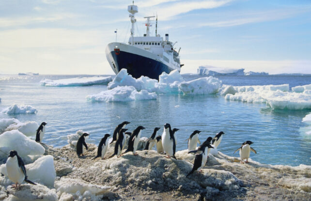 Piles of Penguin Poop Could Help Cool Antarctica