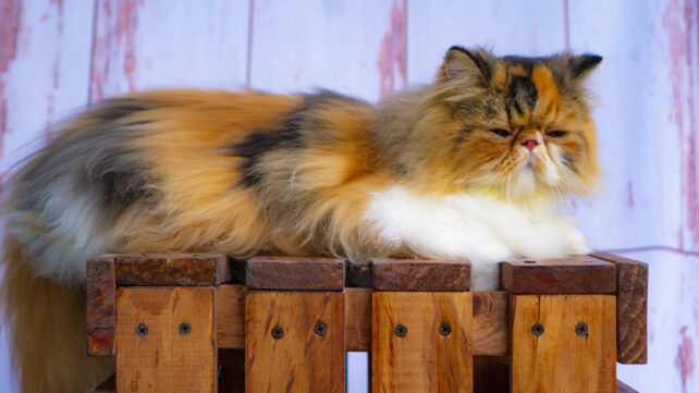 Dogs And Cats Are Evolving Along Similar Lines, Thanks to Us