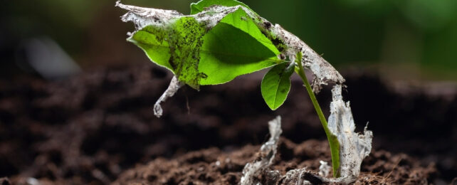 Green plant with plastic on it
