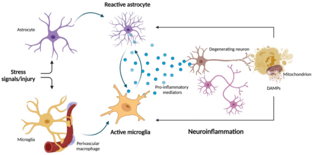 Astrocyte Cross-Talk