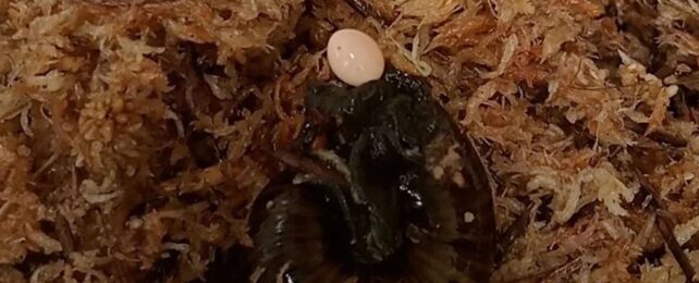 This Giant Snail Lays Eggs Out of Its Neck... Yes, Seriously