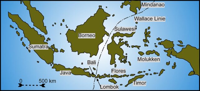 Wallace Line