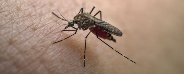 Yellow Fever Resurgence Could Make COVID Look 'Pale' by Comparison