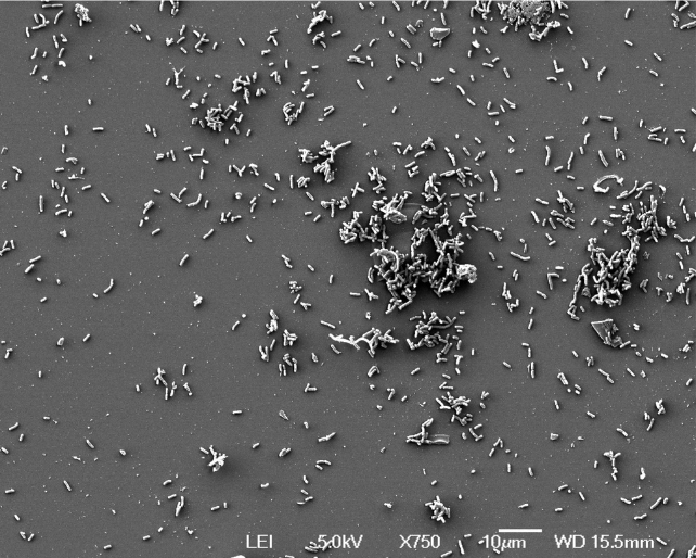 Yersinia pestis bacteria