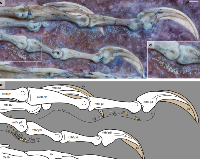 details on archaopteryx hands