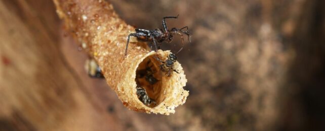 Assassin Bugs: Scientists Reveal How a Deadly Insect Manipulates Its Prey