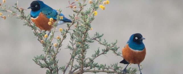 Scientists Discover Wild Birds Behaving Suspiciously Like Friends