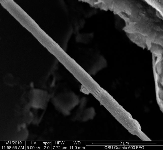 Newly Discovered Bacterium Conducts Electrons Just Like Electrical Wiring
