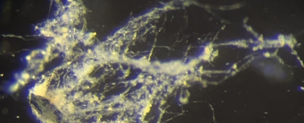 Scientists Discover New Bacteria That Conduct Electricity Like a Wire