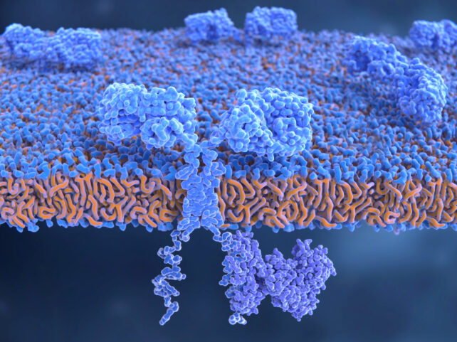 Chimeric antigen receptor (CAR) on T-cell, illustration. The CAR structures are blue, with the cutaway foreground showing one spanning the cell membrane. These CARs are on the surface of an engineered T-cell. CARs are engineered cell receptors that allow T cells to recognize and attack cancer cells in a specific way. They are built by connecting several functional parts from different proteins. This receptor has a signal protein (ZAP70, purple, lower right) attached to the intracellular domain (bottom).