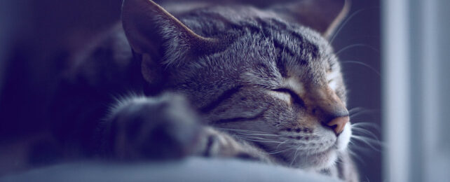 cat sleeping